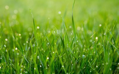 Creative but simple lawn effect with Adobe Photoshop