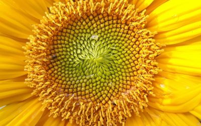 Flower spiral effect with Adobe Photoshop