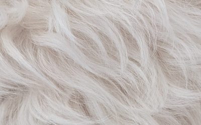 How to remove a background with fur from an image with Adobe Photoshop