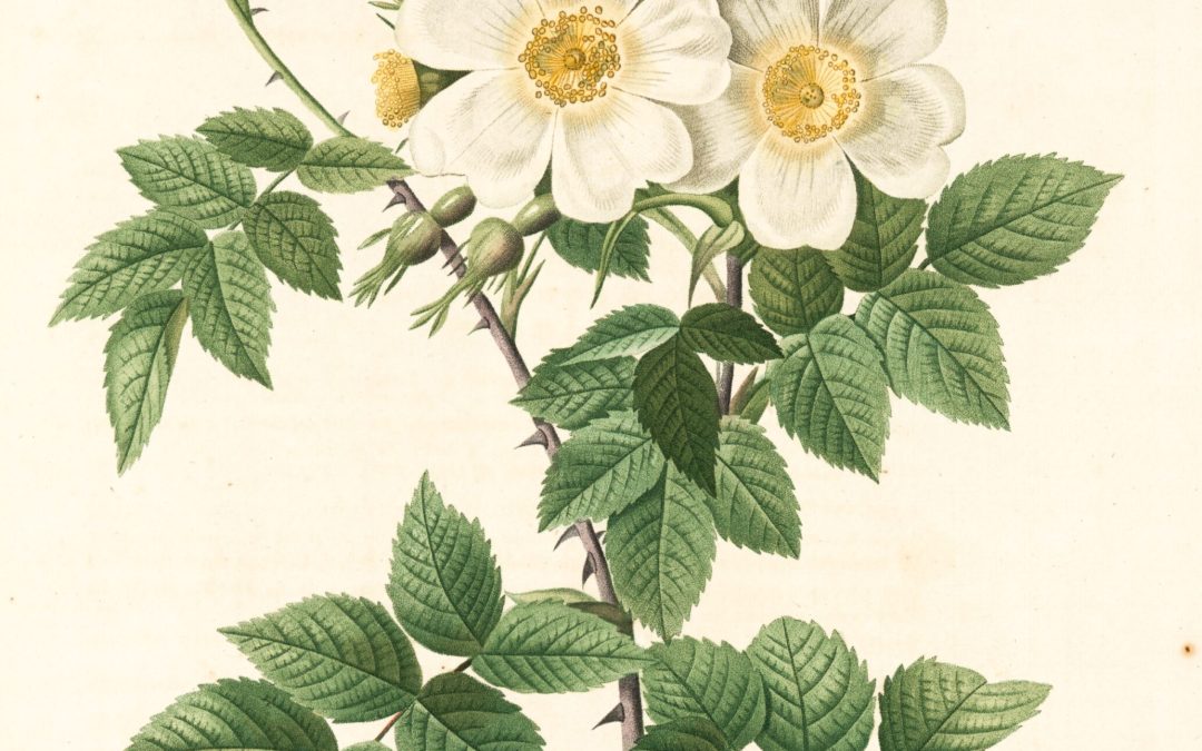 Quick flower design – Adobe Illustrator