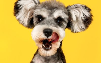 Removing background with fur tutorial with Adobe Photoshop